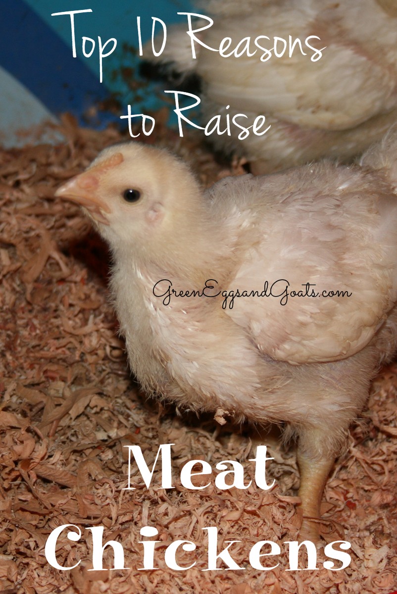 Reasons To Raise Meat Chickens