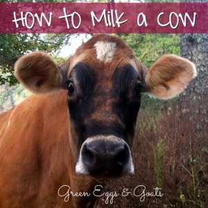 How to Milk a Cow