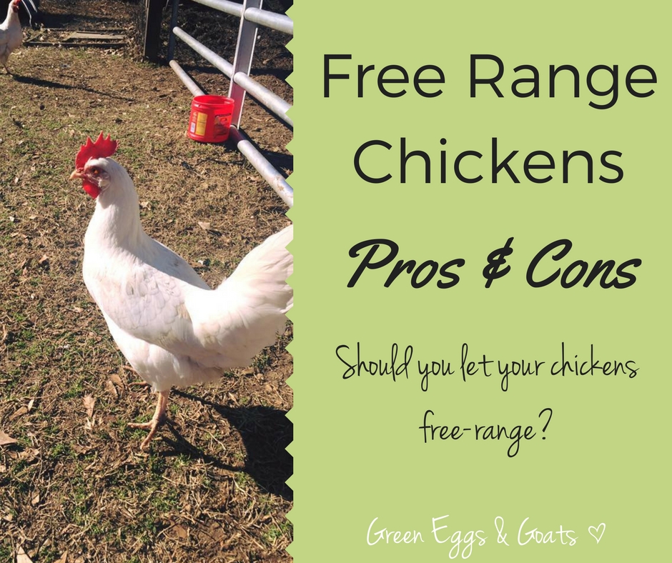 Free Range Chickens: Pros and Cons - Should you let your chickens free ...